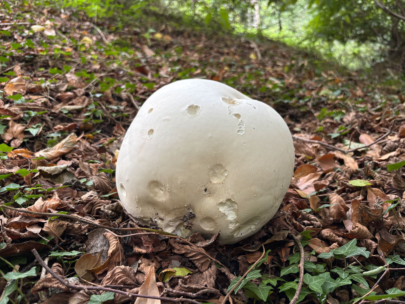 Photo © Chris Morris Calvatia gigantia by Chris Morris